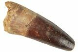 Real Spinosaurus Tooth - Big, Fat Tooth With Great Enamel #197211-1